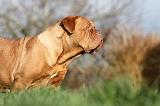 DOGUE DE BORDEAUX 224